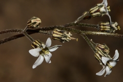 Jepsonia parryi