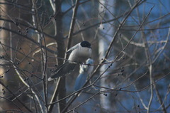 Cyanopica cyanus
