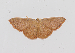 Pleuroprucha insulsaria