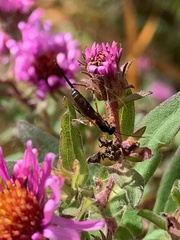 Itoplectis conquisitor