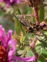 Itoplectis conquisitor