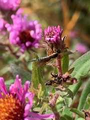 Itoplectis conquisitor