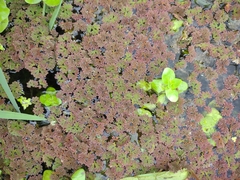 Azolla filiculoides
