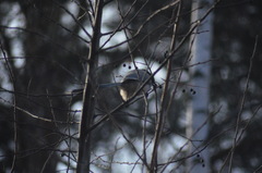 Cyanopica cyanus