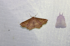 Euchlaena tigrinaria