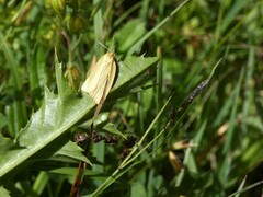 Zelotherses paleana