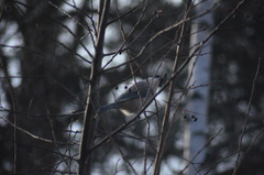 Cyanopica cyanus