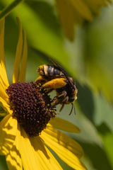 Svastra obliqua obliqua