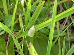 Zelotherses paleana