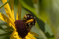 Svastra obliqua obliqua