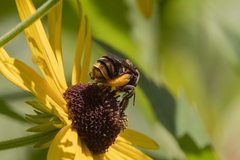 Svastra obliqua obliqua