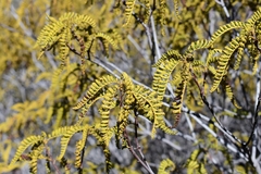 Chamaebatia australis