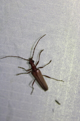 Centrodera decolorata