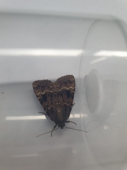 Amphipyra pyramidea