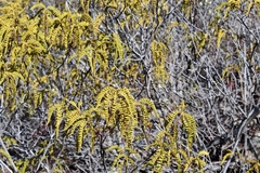 Chamaebatia australis