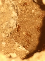 Myrmecocystus