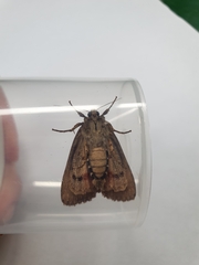 Amphipyra pyramidea