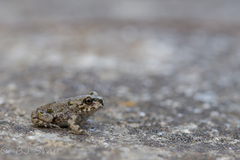 Cyprus Green Toad photo 2