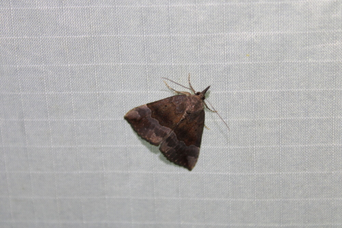 Gray-edged Snout photo 6
