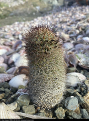 Mammillaria dioica dioica