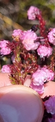 Erica spumosa