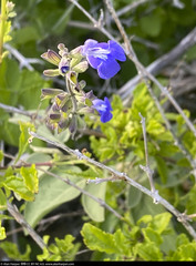 Salvia similis