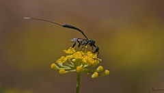 Gasteruption jaculator