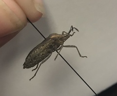 Anasa tristis