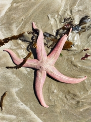 Stichaster striatus