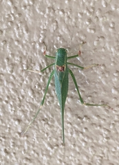 Microcentrum californicum