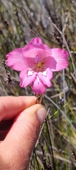 Gladiolus ornatus