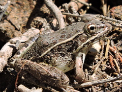 Lithobates yavapaiensis
