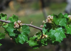 Ribes cereum cereum