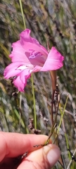 Gladiolus ornatus