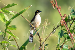 Donacobius atricapilla