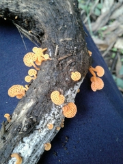 Favolaschia claudopus