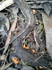 Favolaschia claudopus