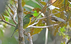 Golden-Breasted Fruiteater photo 2