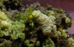 Physcomitrium patens