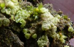 Physcomitrium patens