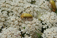 Cteniopus sulphureus