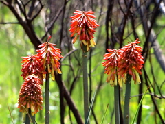 Kniphofia uvaria