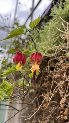 Callianthe megapotamica