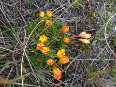Gentianella hirculus