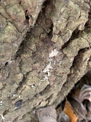 Lepraria finkii