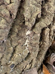 Lepraria finkii