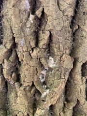 Lepraria finkii