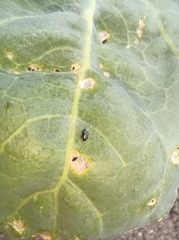 Phyllotreta striolata