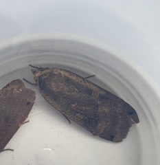 Noctua pronuba