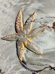 Meyenaster gelatinosus